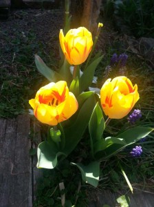 filippo biagioli tulipano giardino tribale serravalle pistoiese