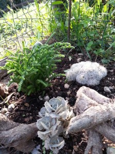 giardino arte tribale filippo biagioli piante grasse
