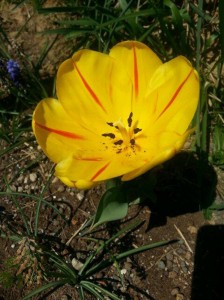 filippo biagioli giardino tribale serravalle pistoiese tulipano
