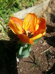 tulipano giardino tribale podere la fornace serravalle pistoiese